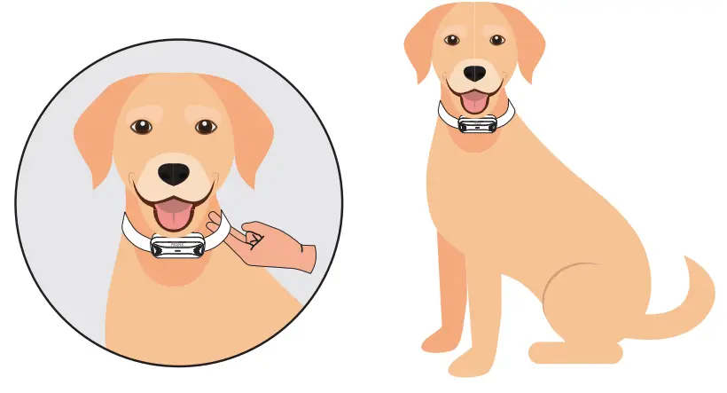 PECOLE PE 18 Dog Training Collar with Remote - Fig 28