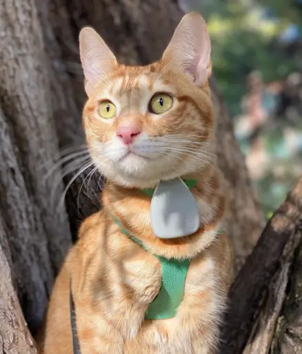 jiobit GPS Dog and Cat Location Monitor