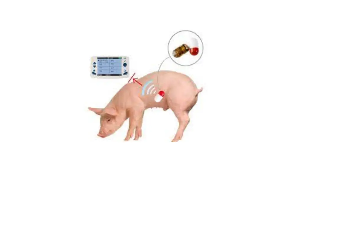 Wildlife Stomach Temperature Pill Instructions