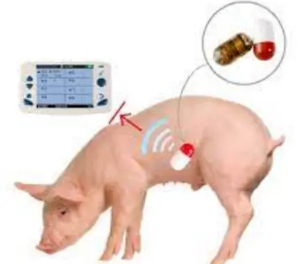 WILDLIFE-Stomach-Temperature-Pill-PRODUCT