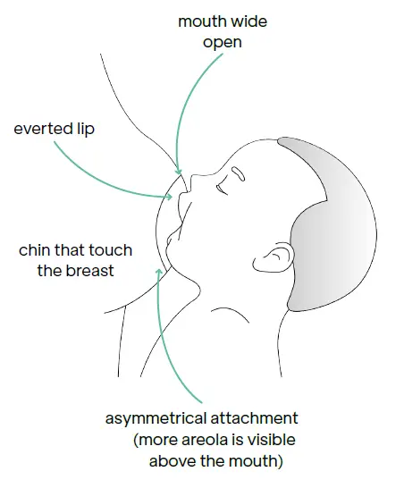 Koala-babycare-Hug-Baby-Pillow-fig- (12)