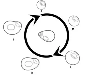 Customize your fit Fig 1