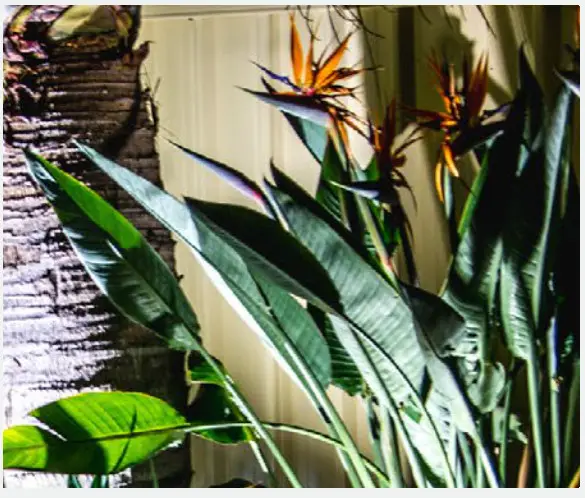 HOLMAN CLXW60 Warm White Wi-Fi Garden Light Controller-Spotlights