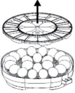 Preparing for Hatching