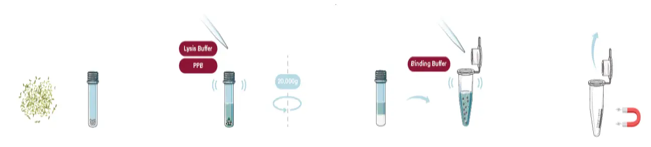 GALENVS-magneti-Plant-RNA-Extraction-Kit-User-Guide-featured