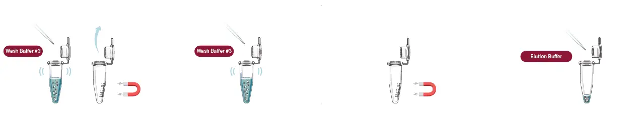 GALENVS-magneti-Plant-RNA-Extraction-Kit-User-Guide-fig-4