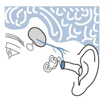 measure in the ear