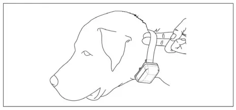 dogtra YS600 Rechargeable Waterproof High Performance Barkless Collar - Improper Fit