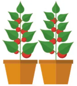 Planting Instructions