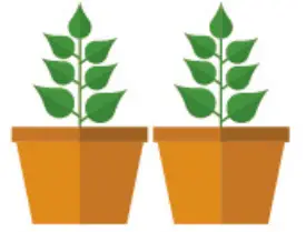 Planting Instructions