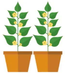 Planting Instructions