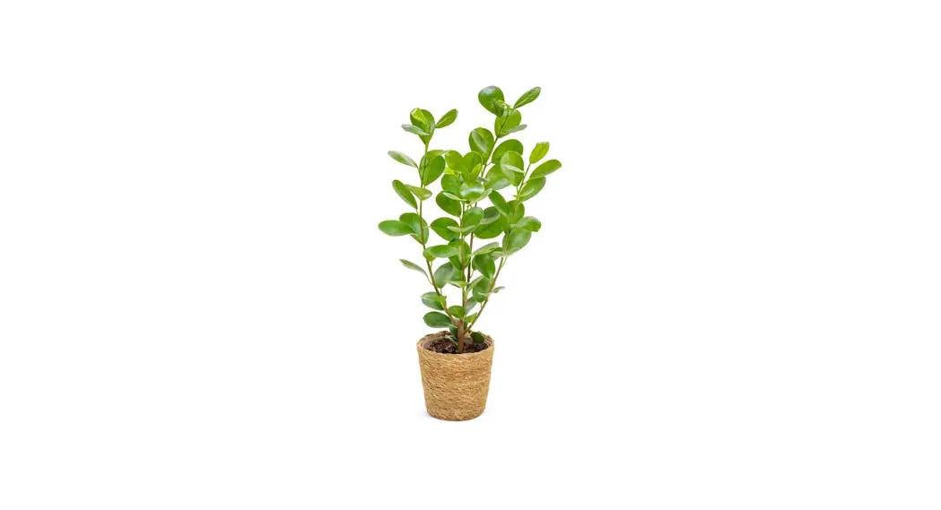 Leafjoy Moclame Ficus Microcarpa Indian Laurel Instructions