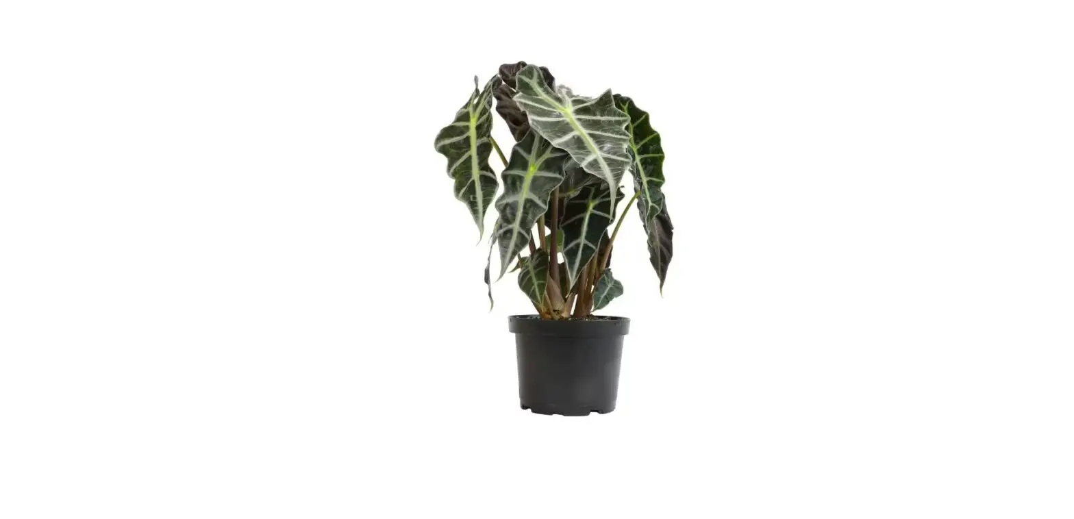 Altman Plants 0872662 1.30-qt Alocasia Amazonica Polly User Manual