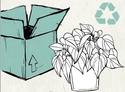 ALTMAN-PLANTS-0872662-1-30-QT-Alocasia-Amazonica-Polly-fig-1