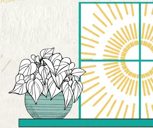 ALTMAN-PLANTS-0872662-1-30-QT-Alocasia-Amazonica-Polly-fig-2