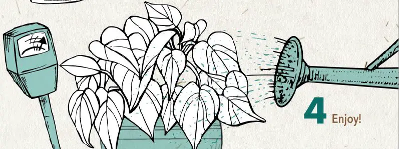 ALTMAN-PLANTS-0872662-1-30-QT-Alocasia-Amazonica-Polly-fig-3