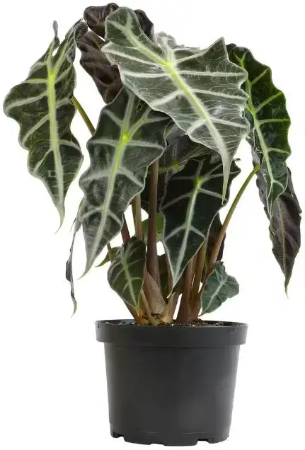 ALTMAN-PLANTS-0872662-1-30-QT-Alocasia-Amazonica-Polly-product-img