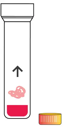 amino DNA Extraction Kit Extract DNA from Strawberry Fruit - DNA precipitate