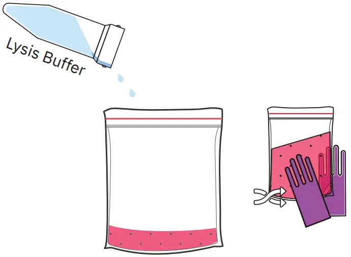 amino DNA Extraction Kit Extract DNA from Strawberry Fruit - mash and mix