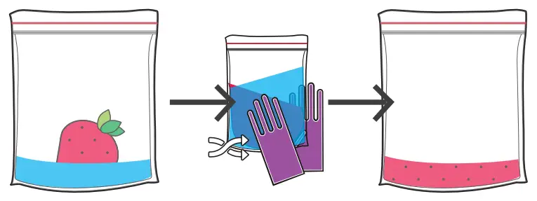 amino DNA Extraction Kit Extract DNA from Strawberry Fruit - pressing the bag