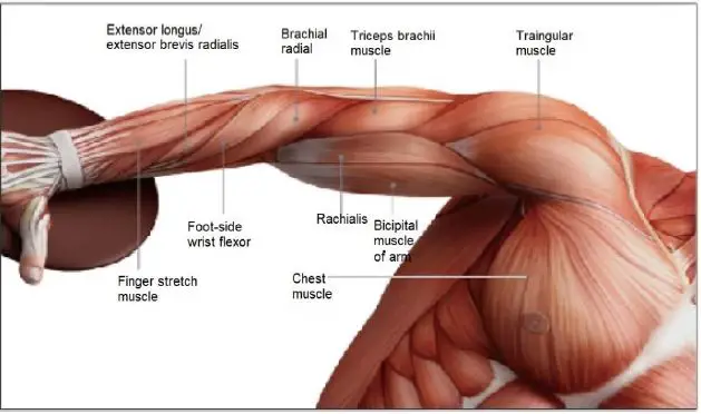 anko-ITGM-05-Massage-Gun-fig- (5)