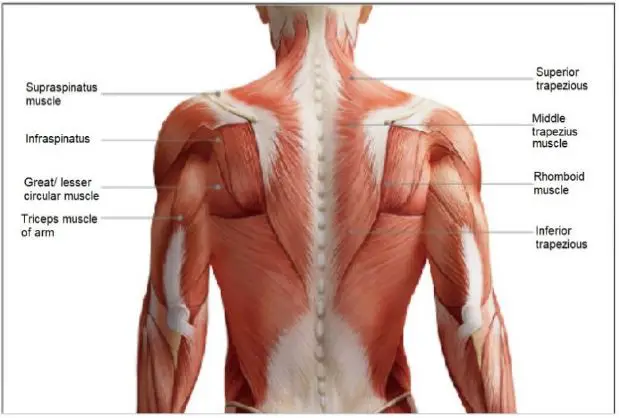 anko-ITGM-05-Massage-Gun-fig- (6)