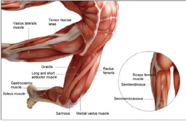 anko-ITGM-05-Massage-Gun-fig- (8)