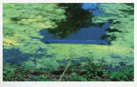 the Pond guy 580120 Duckweed Pond Skimmer Tool - skimmer