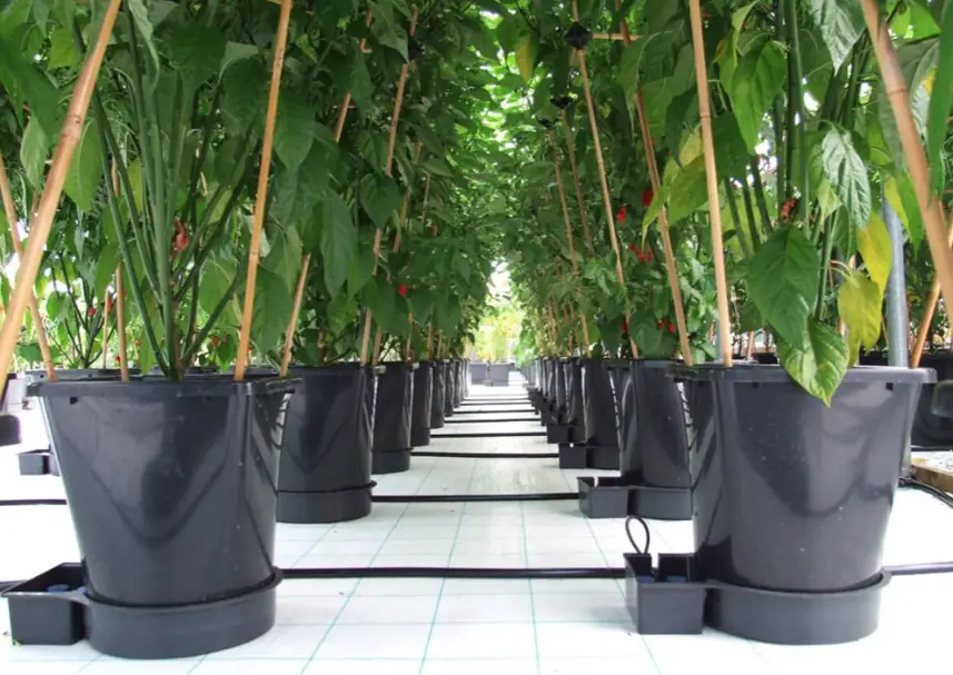 Autopot Geopot 16 Watering System User Guide