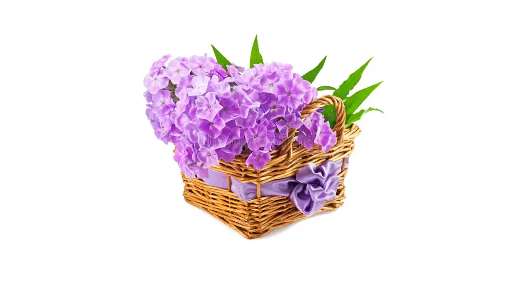 Degroot Bachelor's Button User Guide Degroot Bachelor's Button User Guide