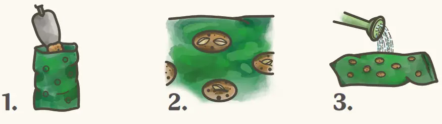 DeGroot Bachelor's Button - fig