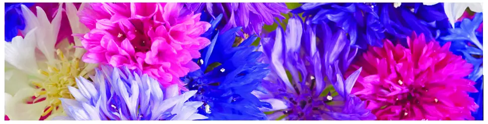 DeGroot Bachelor's Button