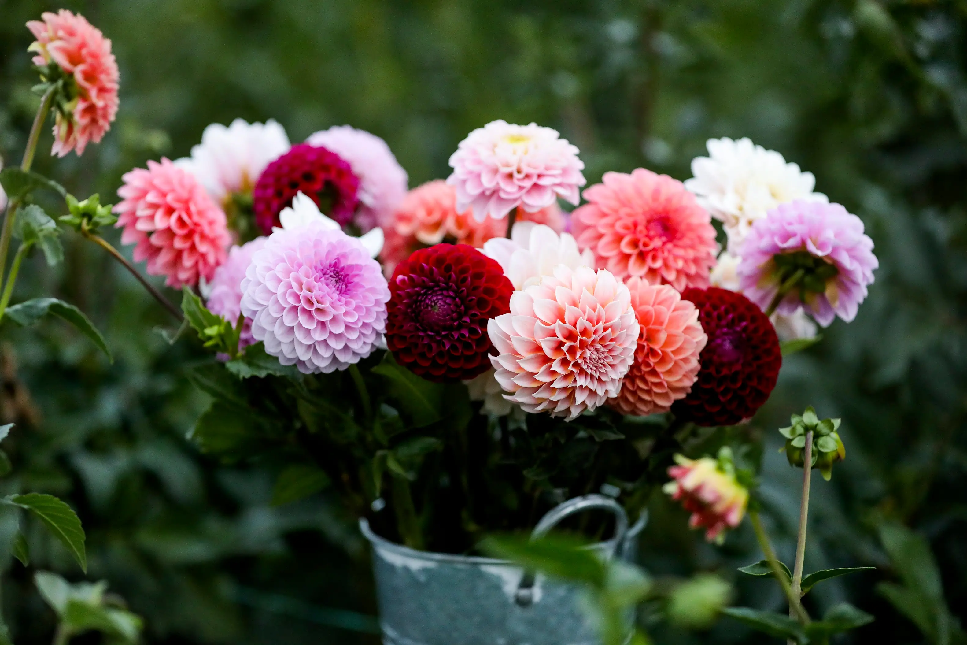 Sarah-s-Cut-Dahlia-Tuber-Info-and-Planting-Guide-PRODUCT
