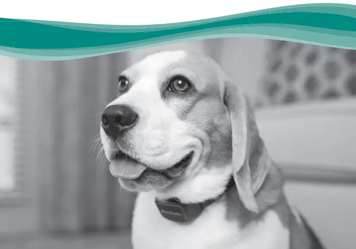 PetSafe Audible Bark Collar -