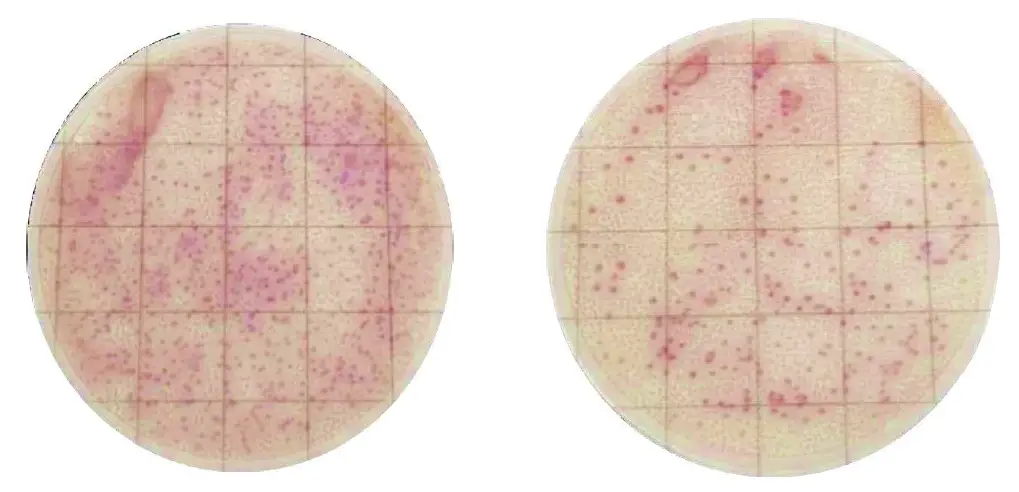 MicroFast-MF1006-Salmonella-Count-Plate-FIG-1 (2)