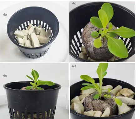 Nutritower-Vertical-Hydroponic-Indoor-Garden-FIG-12