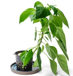 Nutritower-Vertical-Hydroponic-Indoor-Garden-FIG-14