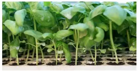 Nutritower-Vertical-Hydroponic-Indoor-Garden-FIG-3