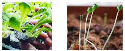 Nutritower-Vertical-Hydroponic-Indoor-Garden-FIG-5