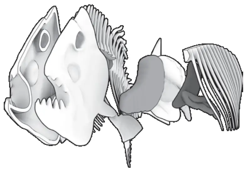 Silverlit PIRANHA Dissect IT Synthetic Dissection Kit 11