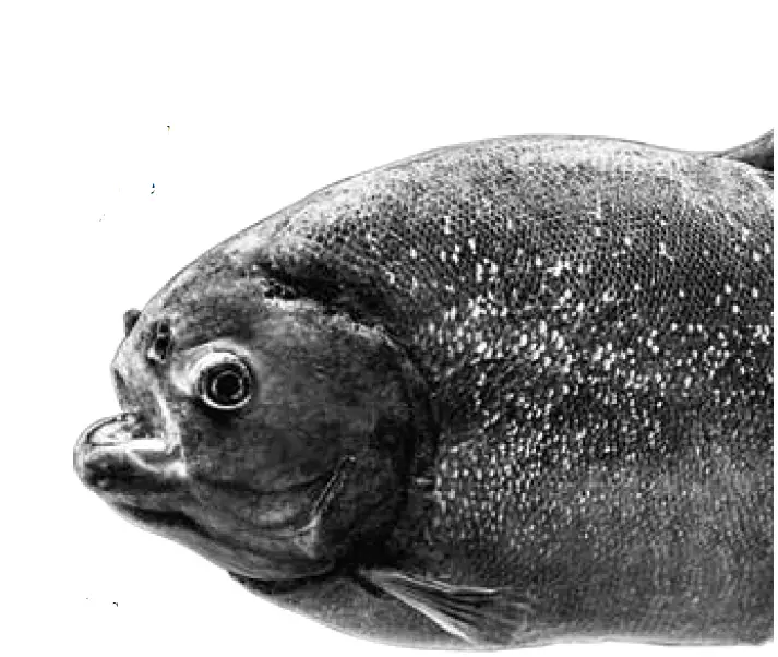 Silverlit PIRANHA Dissect IT Synthetic Dissection Kit 13