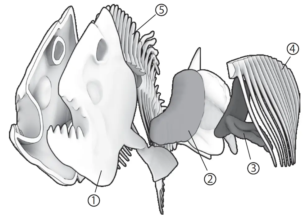 Silverlit PIRANHA Dissect IT Synthetic Dissection Kit 2
