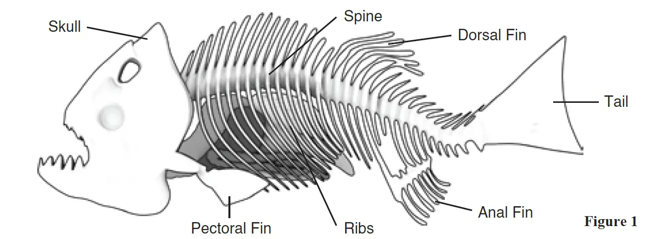 Silverlit PIRANHA Dissect IT Synthetic Dissection Kit 4