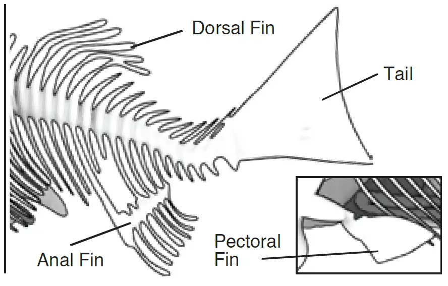 Silverlit PIRANHA Dissect IT Synthetic Dissection Kit 6