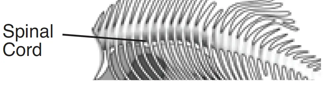 Silverlit PIRANHA Dissect IT Synthetic Dissection Kit 7