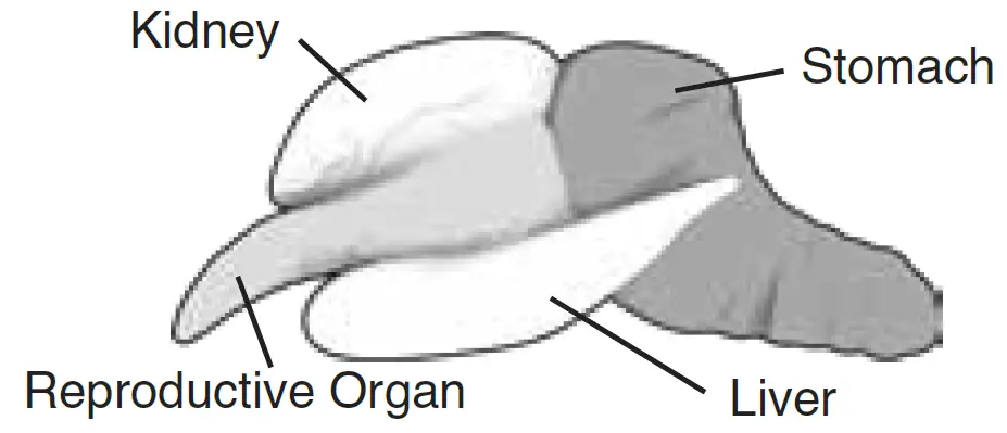 Silverlit PIRANHA Dissect IT Synthetic Dissection Kit 8