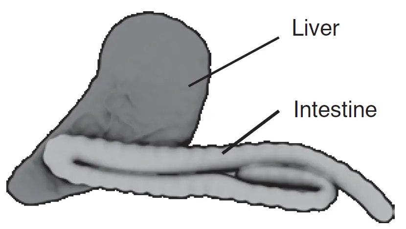 Silverlit PIRANHA Dissect IT Synthetic Dissection Kit 9