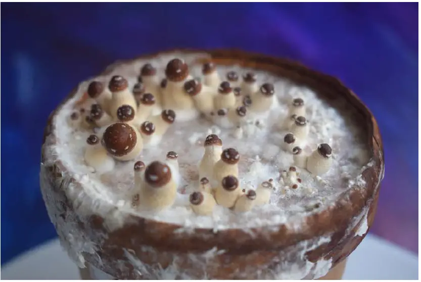 Bluestem-Sacred-Mushroom-Grail-FIG-3