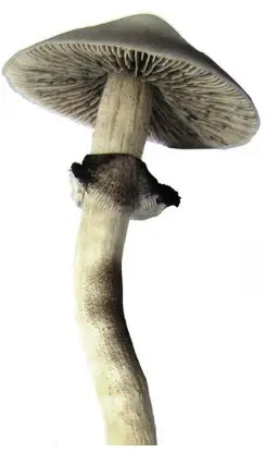 Bluestem-Sacred-Mushroom-Grail-PRODUCCT