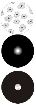 KERN-OBL-14-Transmitted-Light-Phase-Contrast-Microscope-fig-12